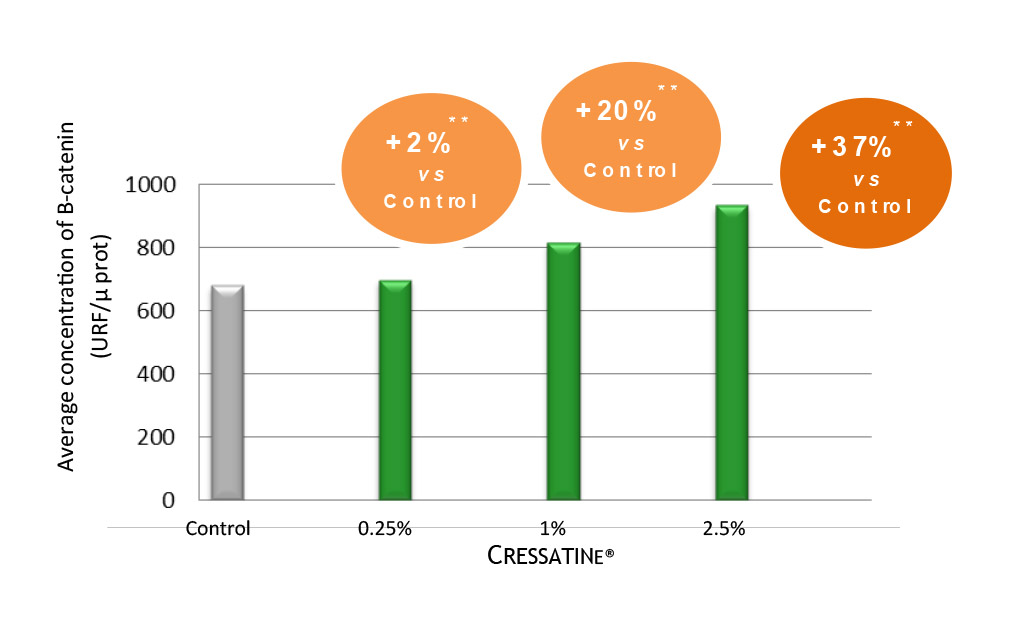 ACTIVATION OF THE WNT/B-CΑΤΕΝΙΝ PATHWAY
