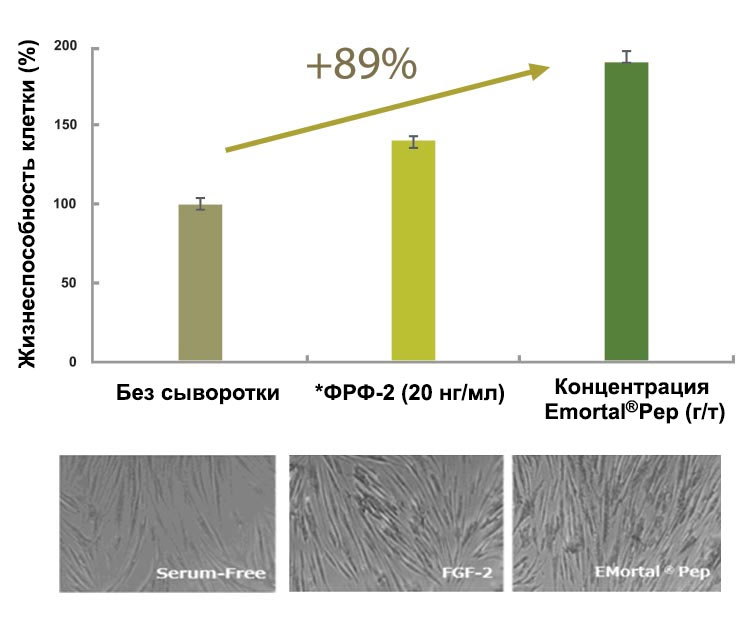 Рост фибропластов (in vitro)